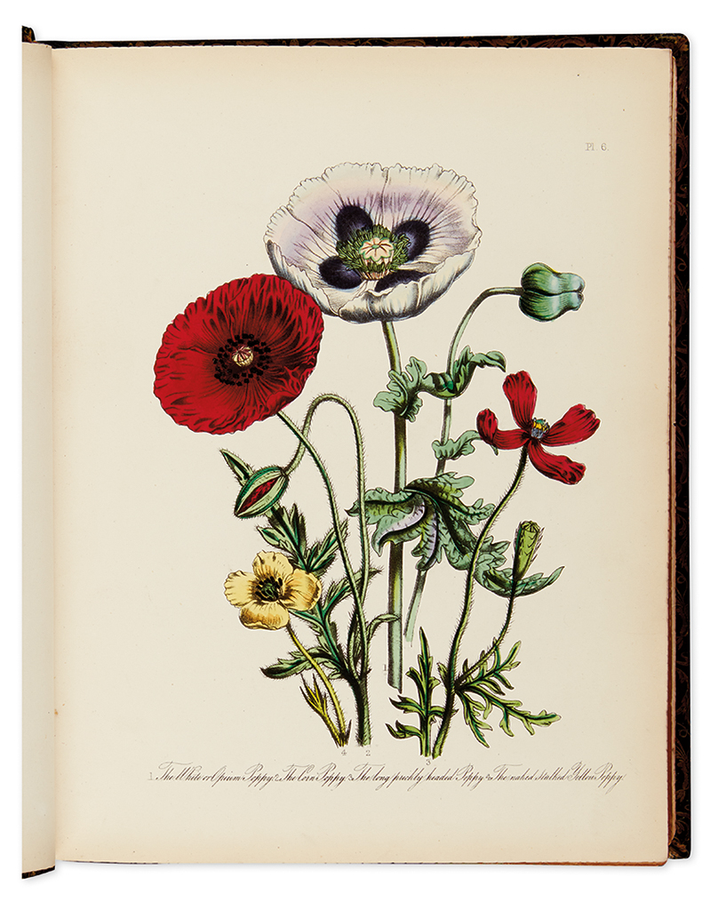 LOUDON, JANE WELLS. British Wild Flowers.